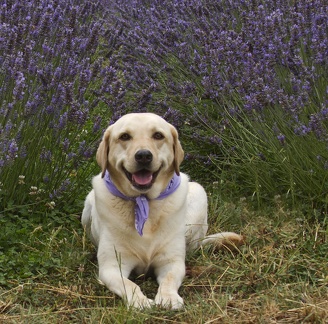 Elle smiling in the lavender