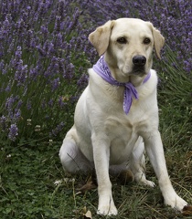 Elle in the lavender 