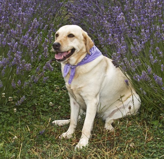 Elle in the lavender 