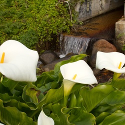 Calla lilies Feb 2012