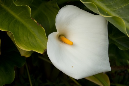 Calla Lilies (18 of 32)
