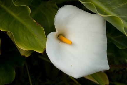 Calla Lilies (19 of 32)