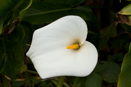 Calla Lilies (20 of 32)