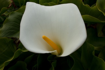 Calla Lilies (21 of 32)