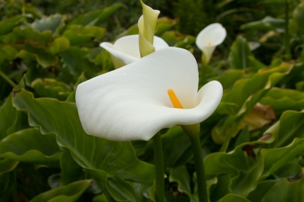 Calla Lilies (22 of 32)