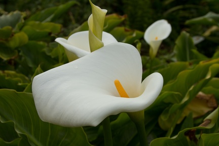 Calla Lilies (23 of 32)