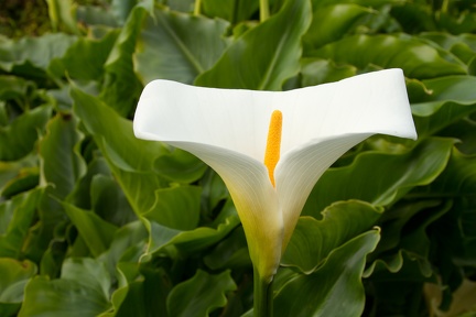 Calla Lilies (24 of 32)