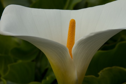 Calla Lilies (25 of 32)