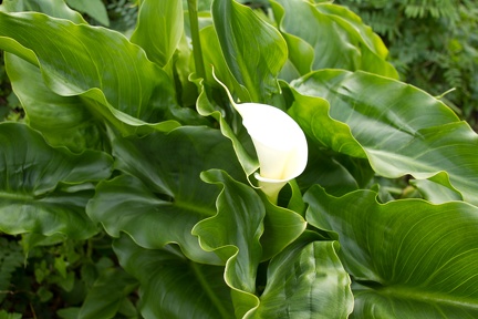Calla Lilies (26 of 32)