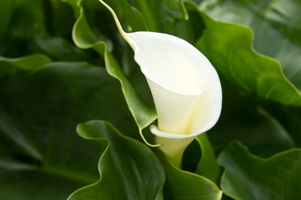 Calla Lilies (27 of 32)