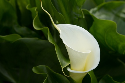 Calla Lilies (28 of 32)