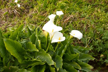 Calla Lilies (29 of 32)