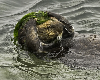 sea otter 1
