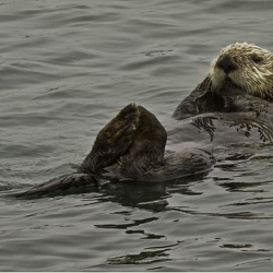 Moss Landing Sea Otters