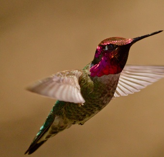 Hummingbirds (1 of 6)