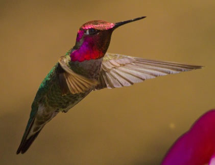 Hummingbirds (3 of 6)