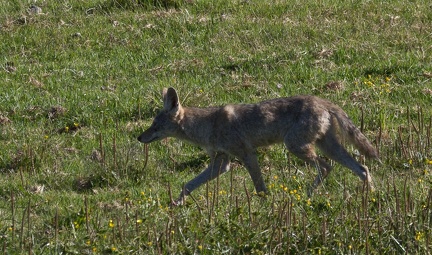 Coyotes (1 of 5)