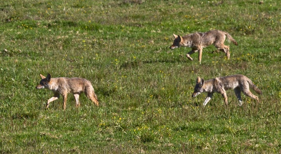 Coyotes (2 of 5)