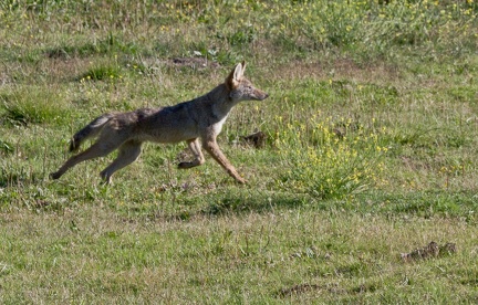 Coyotes (4 of 5)