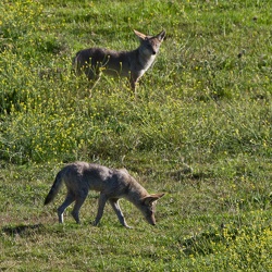 Coyotes at September Ranch