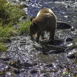 Bears in Taylor Creek