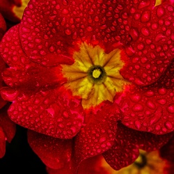 Primroses