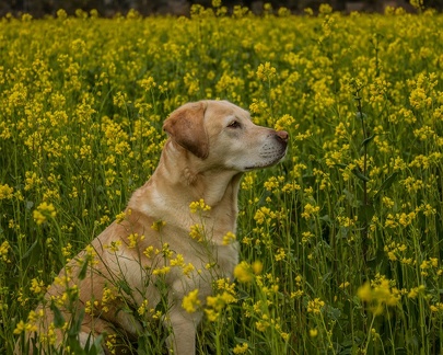 Lucy in the Wild Mustard