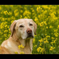 Lucy in Wild Mustard