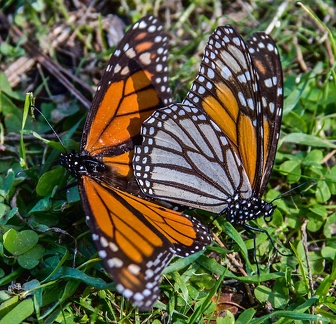 PT-Nat-Mating Monarchs