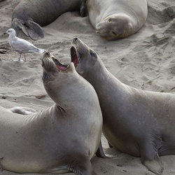 Elephant Seals 2015