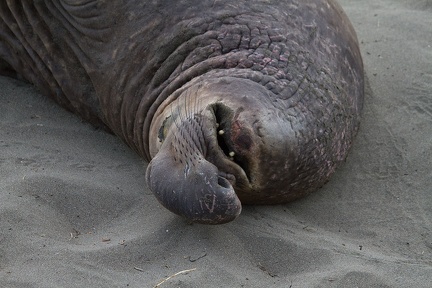 Elephant Seal 22