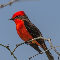 Mexico birds