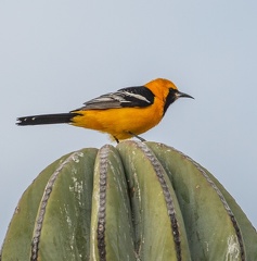 Birds of Mexico (7 of 8)